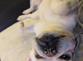 4 year old frug for sale