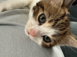 One female kitten