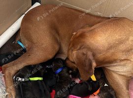 Rhodesian ridgeback cross
