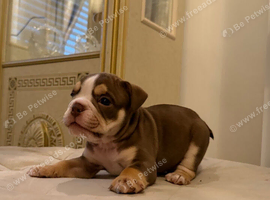 Top tier British bulldogs