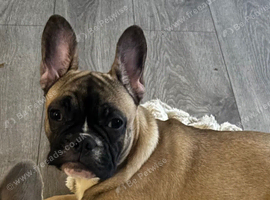 French bulldog puppy