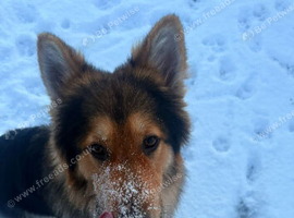 Long Haired GSD