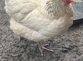 Chicken for sale near wednesbury