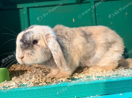 Mini lop female