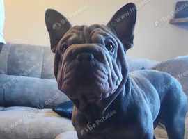 VELVET BIG ROPE FRENCH BULLDOG