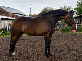 Genuine gentle giant