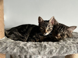 1:4 mainecoon kittens