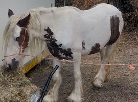 Red and white cob mare 3 yr