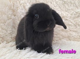 Gorgeous 8 week old Mini Lop Baby Rabbits For Sale