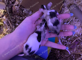 Two female tri-colored mice