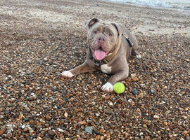 Lilac tri female 2 year old old Tyne English bulldog