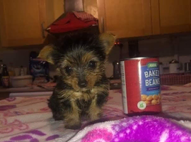 Yorkshire  puppies