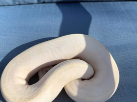 Male pastel ivory het pied for sale