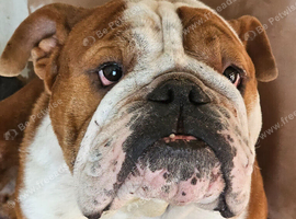 Vinnie needs a forever home