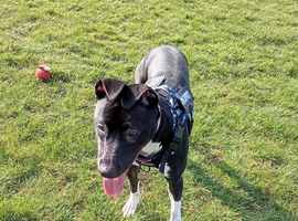 Lurcher cross female
