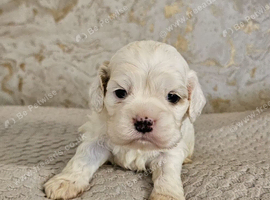 American cockerpoo