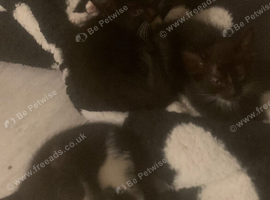 5 beautiful kittens for sale