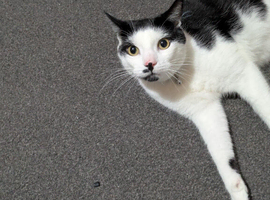 Black/white male for adoption