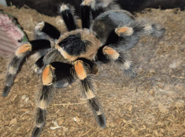 Tarantulas Grown to Adults
