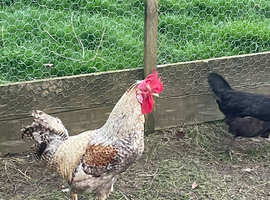 Cream legbar cockerel