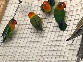 Lovebirds