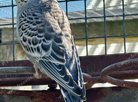 Budgies