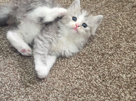 Ragdoll/mainecoon babies ready now