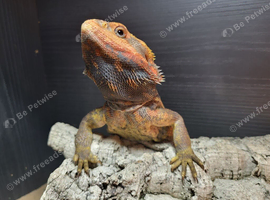One of a kind paradox tangerine