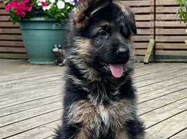 Outstanding KC German Shepherd puppies