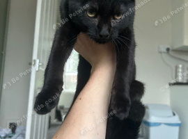 Kitten