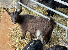 2 x Chocolate Coloured Pygmy Nanny Goat Twins