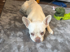 Platinum French Bulldog
