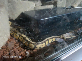 mojave het clown female royal