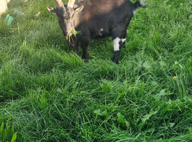 Billy for sale