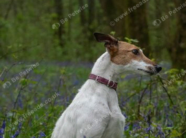 Lurcher pups