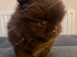 Chocolate pomeranian boy unique lines