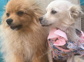 Chihuahua and Pomeranian mix puppy&rsquo;s