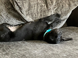8 week puppy for rehoming