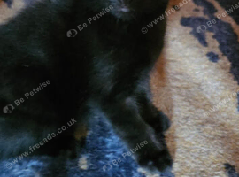 russian  blue x  kittens one black tabby left