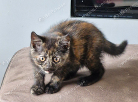 Black tortie kitten