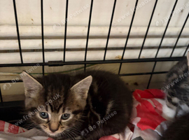 Beautiful half main coon kittens