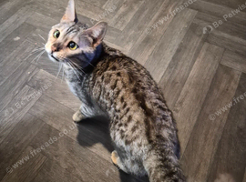 Silver bengal looking for new home