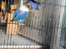 Love bird