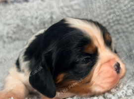 Beautiful Cavalier King Charles puppies