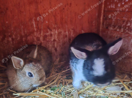 14 week old bucks