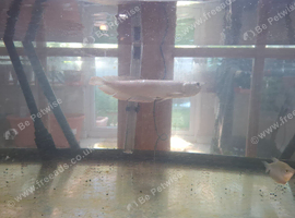 Arowana fish