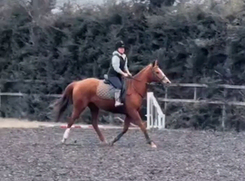 Chestnut TB mare - quick sale wanted due to needing stable