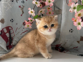 TICA ACTIVE REG Beautiful female golden shaded British shorthair kitten