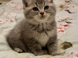 BEAUTIFUL BSH BOY (READY NOW)