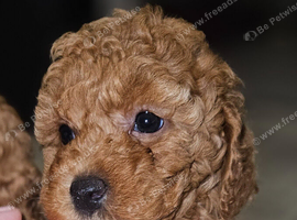 Licensed breeder, kennel club tiny red toy poodles